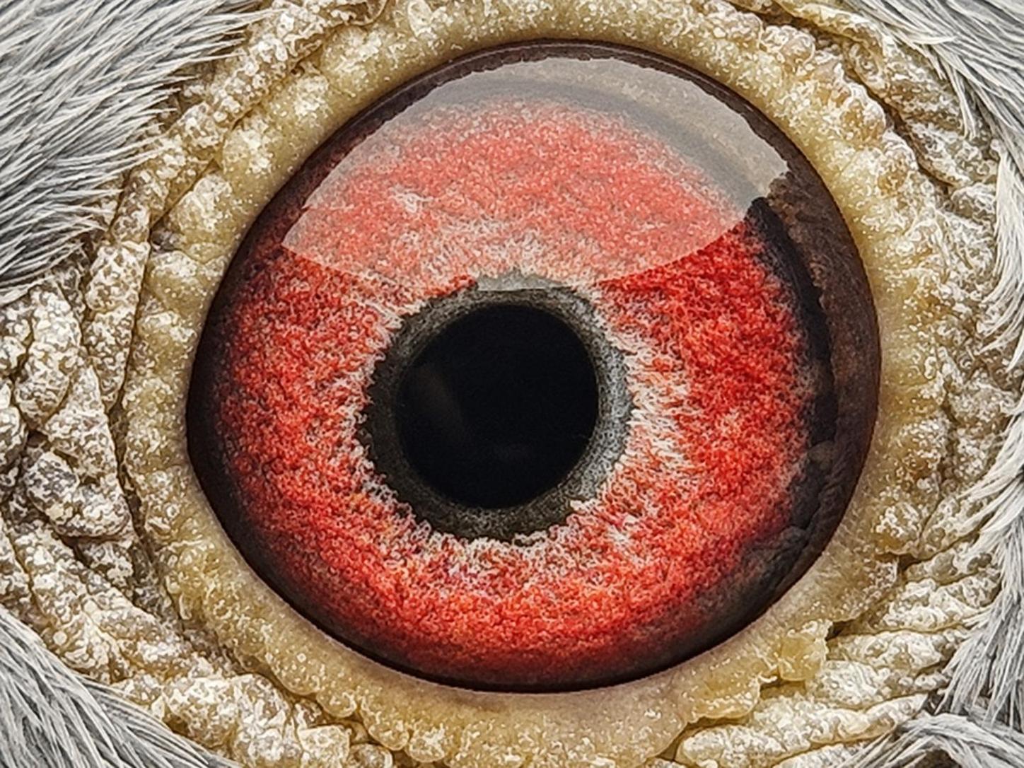 Pigeon eye